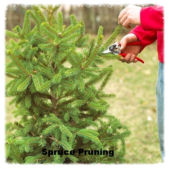 Spruce Pruning.jpg