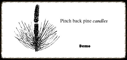 Pine Pinching Demo.jpg