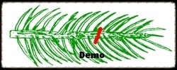 Spruce Pruning Demo.jpg
