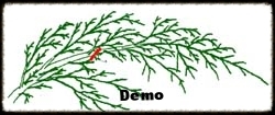 Arborvitae Pruning Demo.jpg