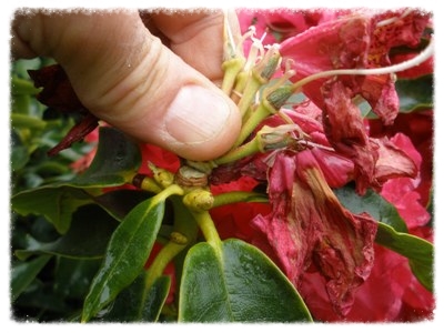 Deadheading Azalea