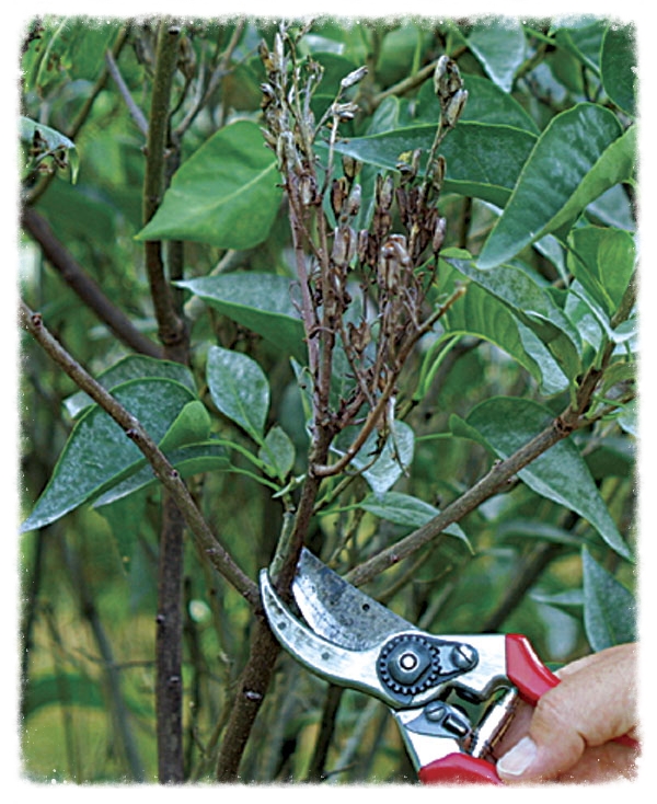 Deadheading Lilac