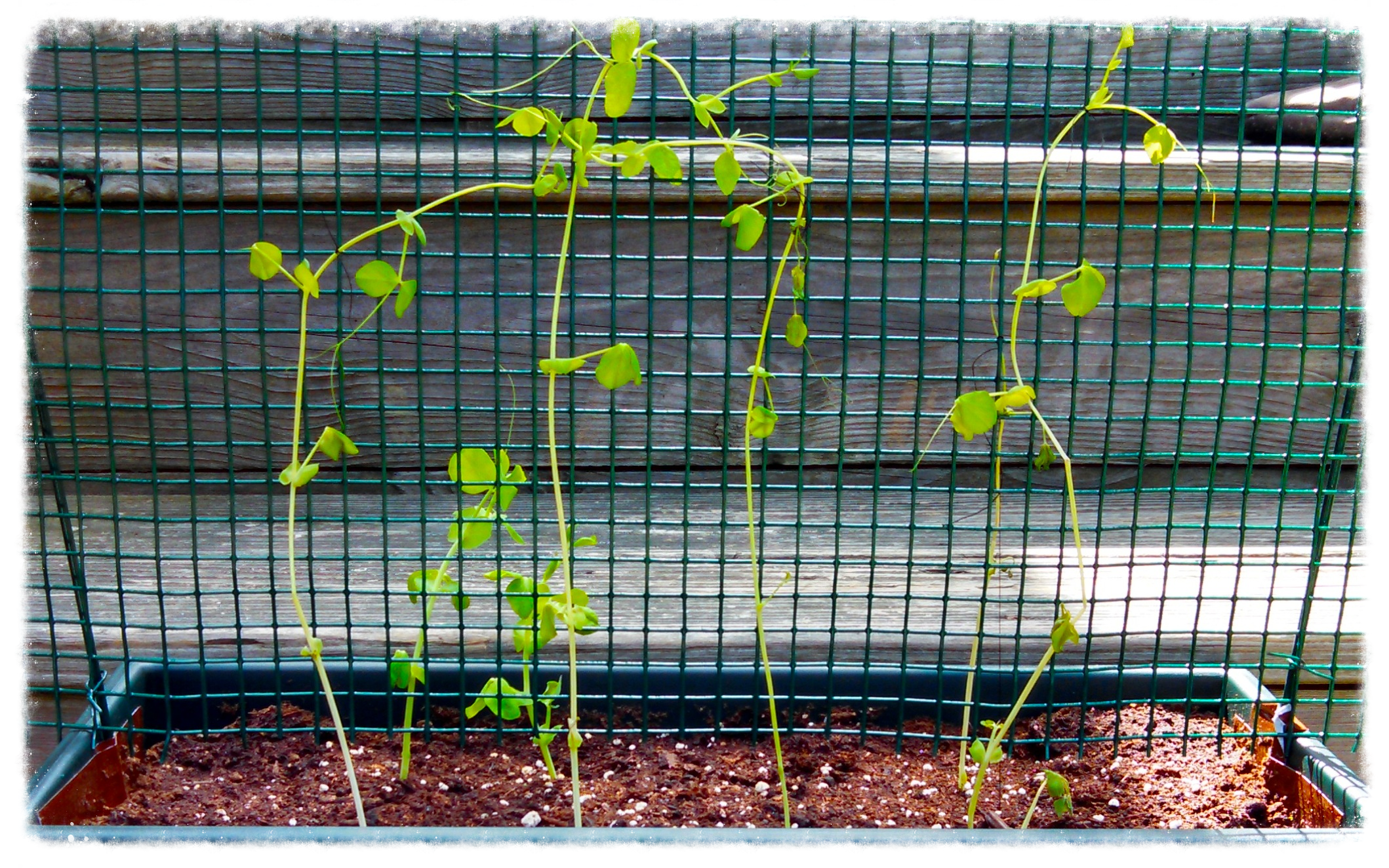 Trellis