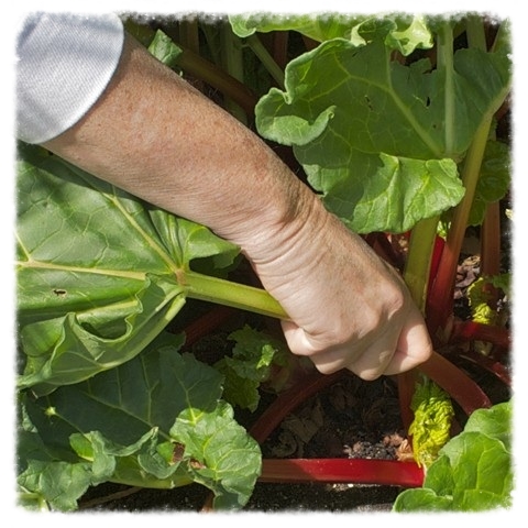 Harvesting Rhubarb