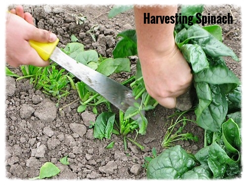 Harvesting Spinach