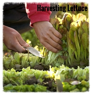 Harvesting Lettuce
