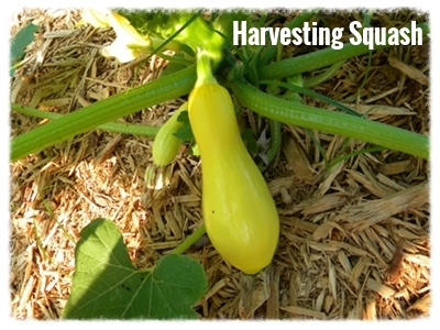 Harvesting Summer Squash