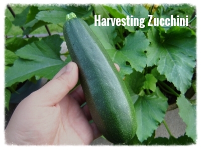 Harvesting Zucchini
