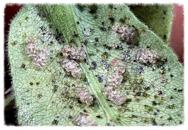 Lace Bug Damage