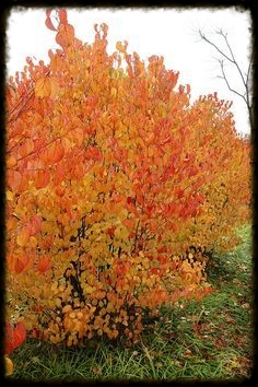 Arrowwood Viburnum