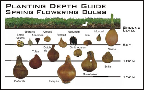 x-bulb-planting-depth-guide.jpg