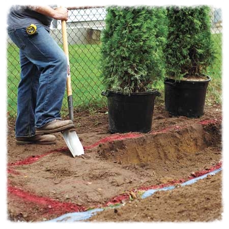 Fall Planting of Evergreens
