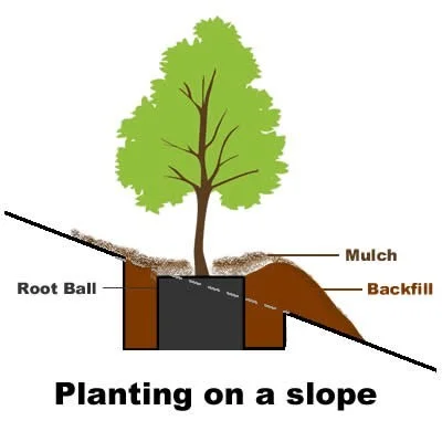 PlantingOnASlope.jpg