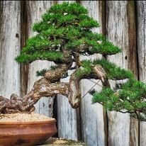 bonsai.jpg