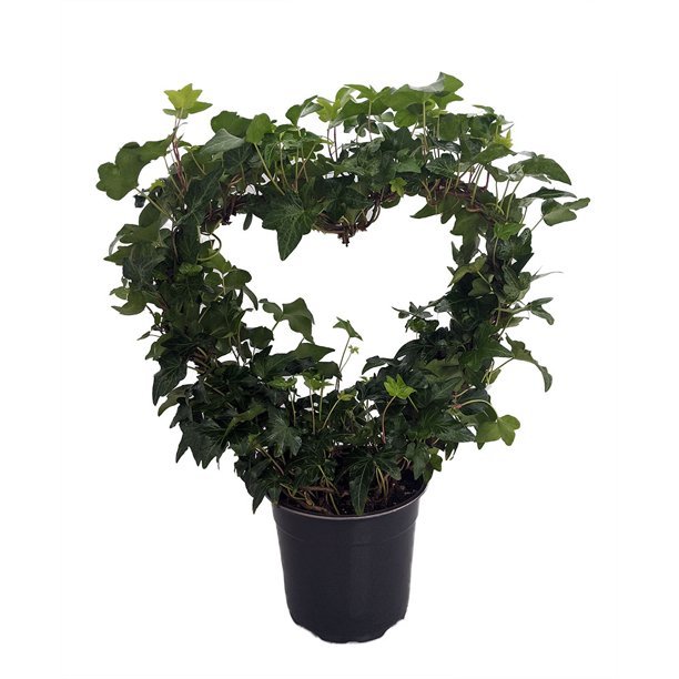 Ivy Heart Shaped Topiary.jpeg