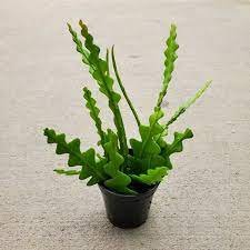 Cactus Zig Zag.jpg