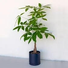 Money Tree.jpg
