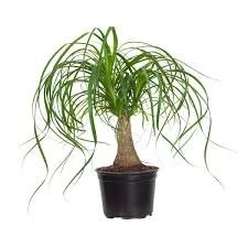 Pony Tail Palm.jpg