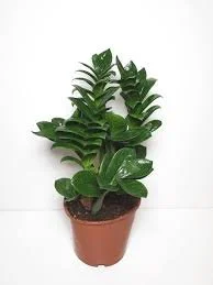 ZZ plant_Zenzi.jpg