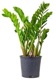 ZZ plant.jpg