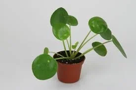Pilea Pepermoiodes.jpg