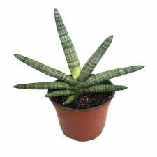 Starfish Sansevieria.jpg