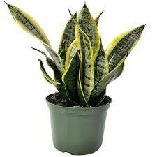 Superba Sansevieria.jpg