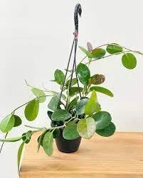 Hoya Austalis.jpg
