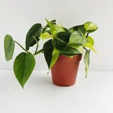 Philodendron Brazil.jpg