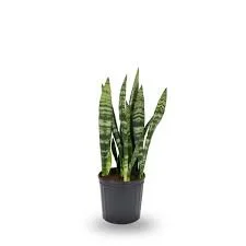 Sansevieria.jpg