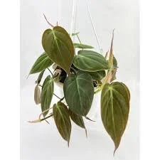 Philodendron Micans.jpg