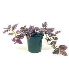 Wandering Jew.jpg