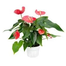 Anthurium.jpg
