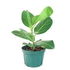 Ficus Audrey.jpg