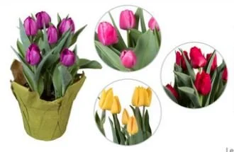 Tulips.JPG