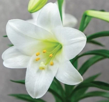 Easter Lily.JPG