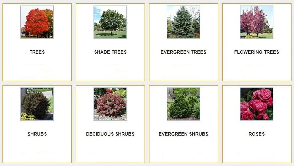 Trees and Shrubs
