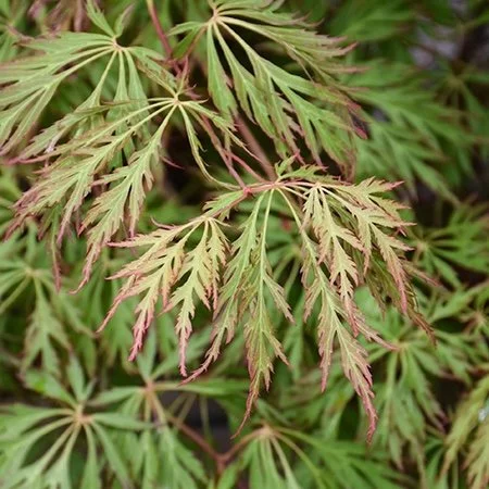 Shrubs