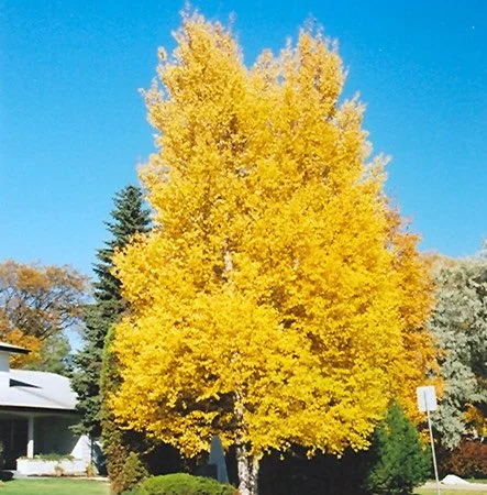 Trees