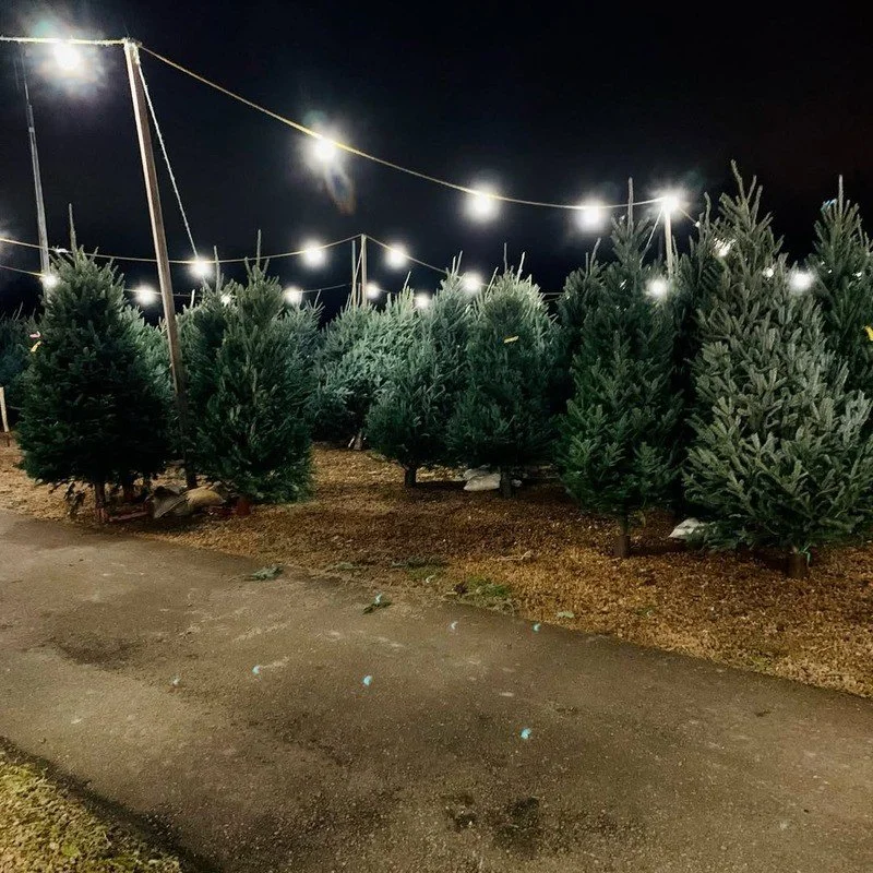 tree2.jpg