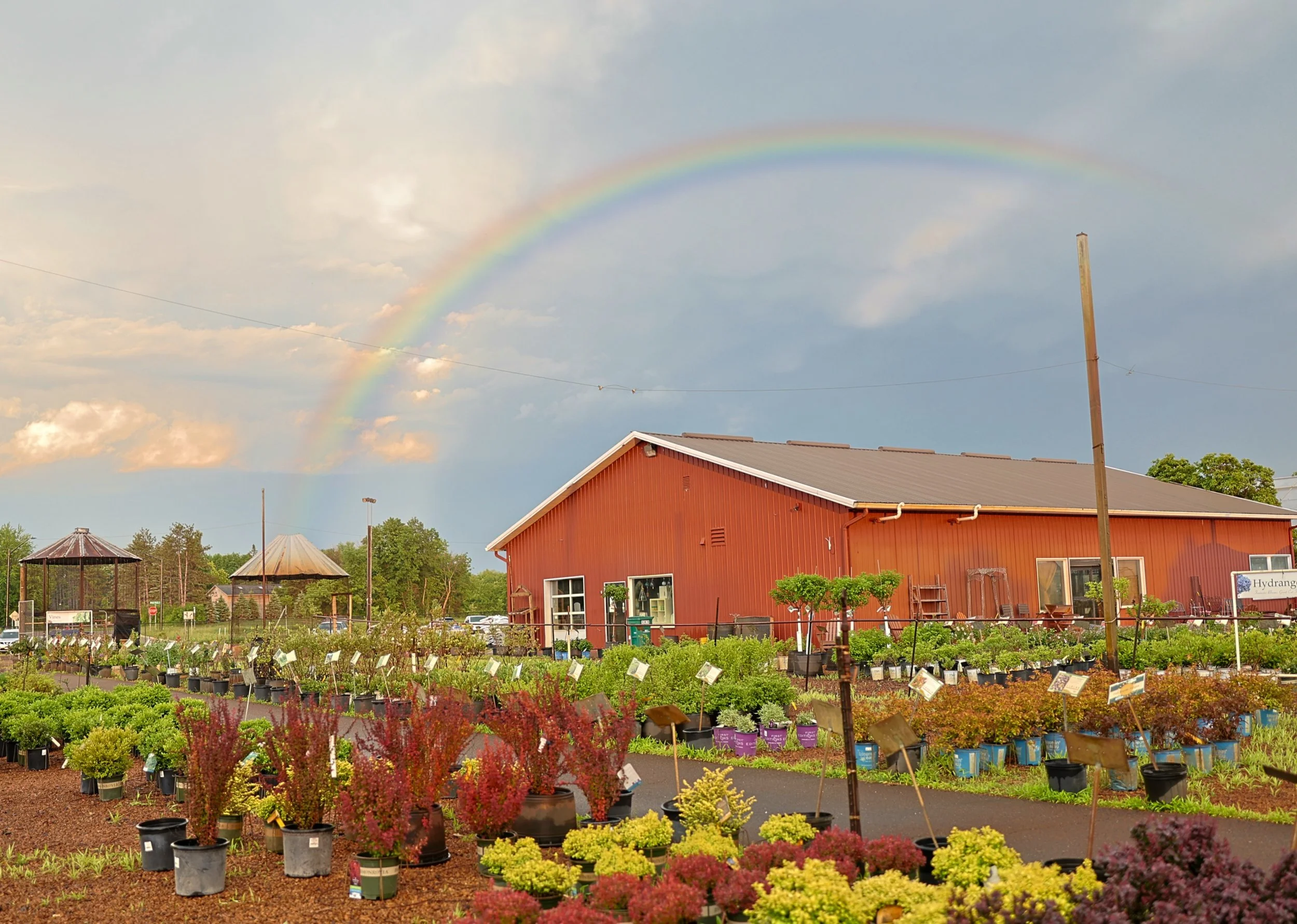 rainbow over mustard seed.jpg