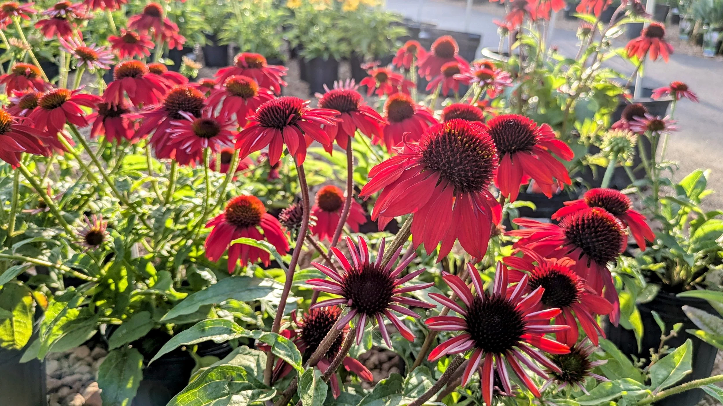 Red conflowers.jpg