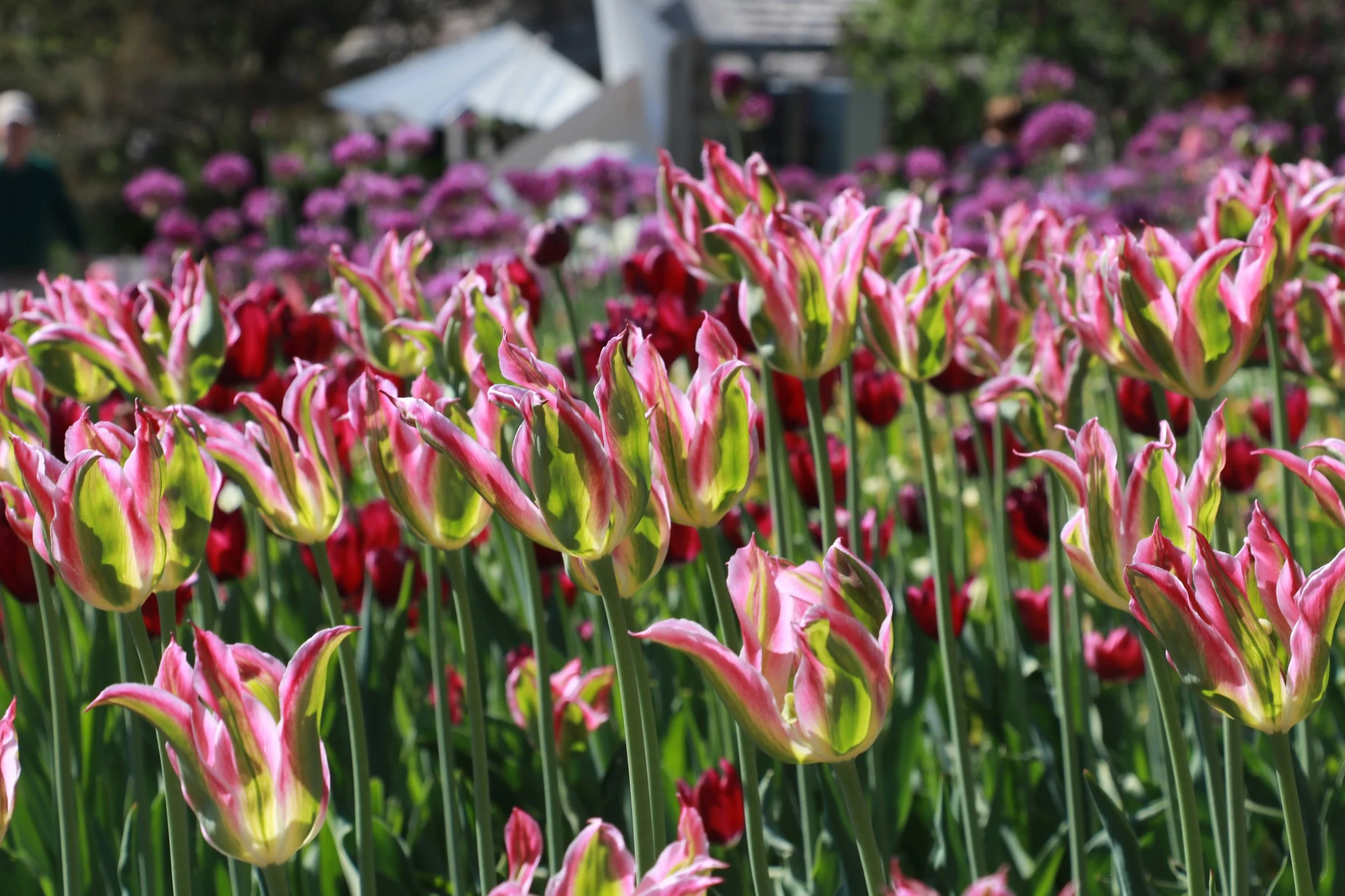tulips.JPG