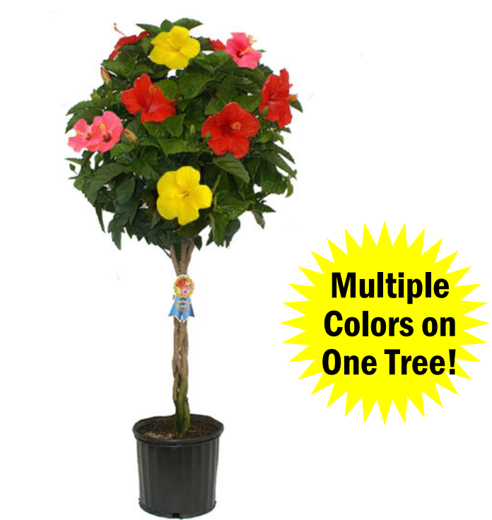 Hibiscus Tree - March Madness 2026.png