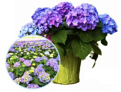 Hydrangea.png