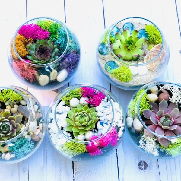 plant-a-mini-succulent-terrarium-600 (1).jpg