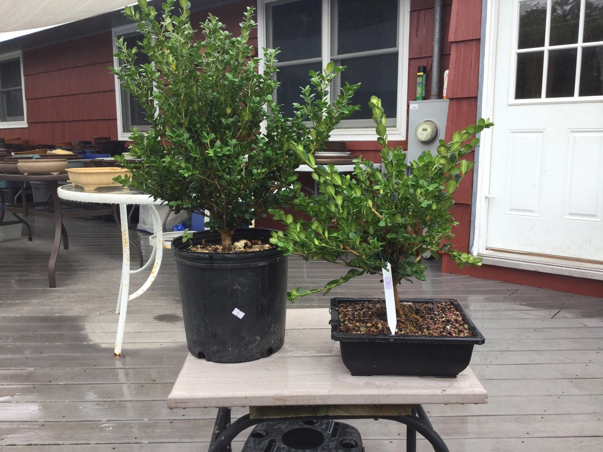Boxwood+Bonsai.jpg