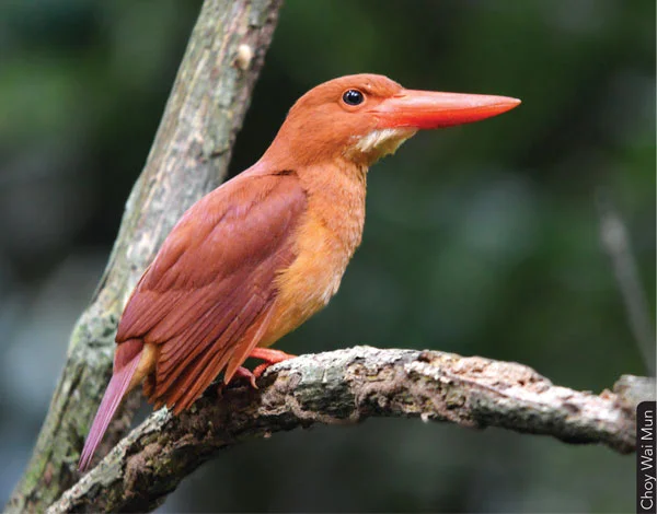 Ruddy kingfisher. (Photo Credit: Choy Wai Mun)