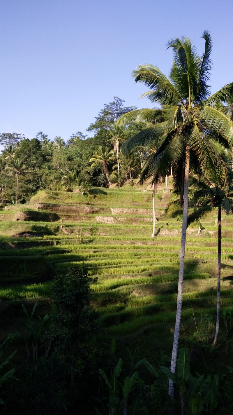 Tegallalang Rice Terrace, Ubud