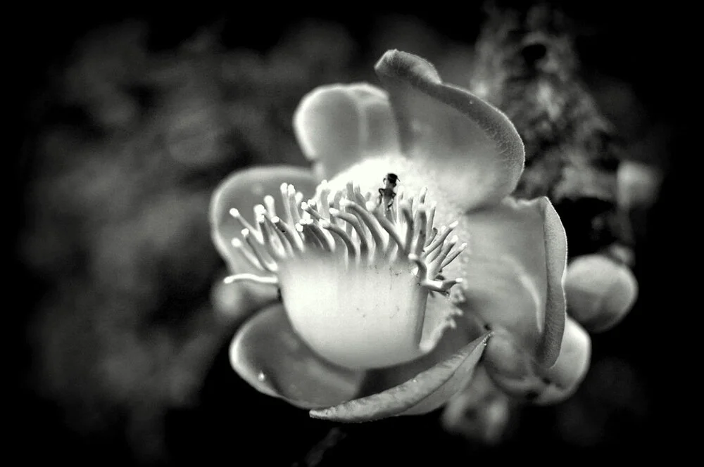 Photography Series: Flore du Botanica